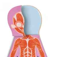 Образователен магнитен пъзел Hape, човешко тяло, 68 части-4Puv8.jpeg