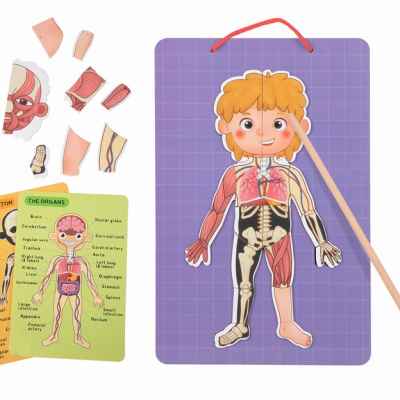 Магнитна диаграма на човешкото тяло Tooky Toy