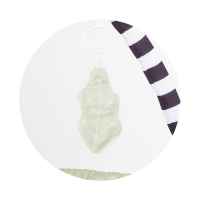 Активна гимнастика Chipolino, Лисиче-X0y0b.jpeg